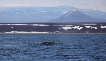 В акваторию Кроноцкого залива вернулись первые в этом году серые киты!. 