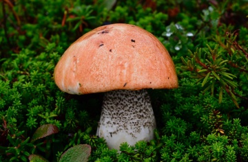 В Кроноцко-Богачёвской тундре из-за жаркого лета сдвинулся «график» появления грибов. 