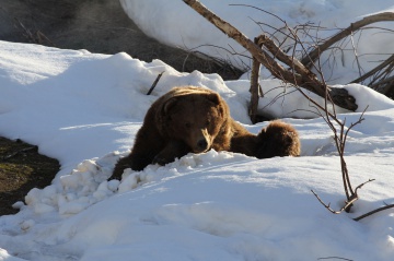 Косолапые прибывают: в Долине гейзеров возобновились исследования медведей . 