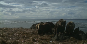 В объектив фотоловушки в Кроноцком заповеднике одновременно попали 5 медведей. 