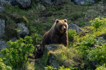 Как не тревожить медведей? В Южно-Камчатском заказнике продолжаются исследования на эту тему. 