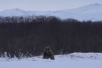 В центральной части Кроноцкого заповедника к людям вышел крупный медведь. 