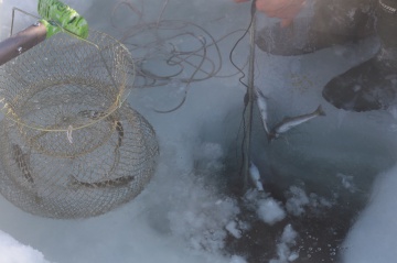 Нерест подо льдом: на Камчатке изучают холодолюбивых гольцов заповедных водоёмов. 