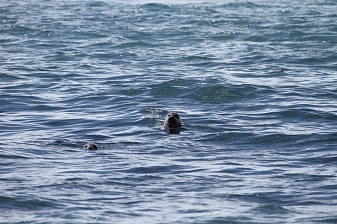 За морскими млекопитающими острова Уташуд будут наблюдать круглогодично. Фото 3