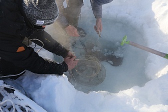 Нерест подо льдом: на Камчатке изучают холодолюбивых гольцов заповедных водоёмов. Фото 3