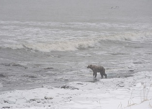 В центральной части Кроноцкого заповедника к людям вышел крупный медведь. Фото 6