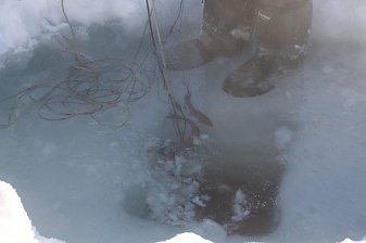 Нерест подо льдом: на Камчатке изучают холодолюбивых гольцов заповедных водоёмов. Фото 4