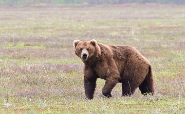 В центральной части Кроноцкого заповедника к людям вышел крупный медведь. Фото 3