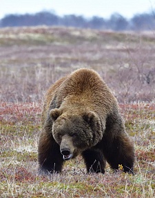 В центральной части Кроноцкого заповедника к людям вышел крупный медведь. Фото 4