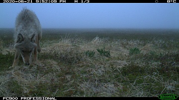 Пенелопа ждёт, а Ветер гуляет: продолжаются съёмки фильма о лисицах. Фото 6