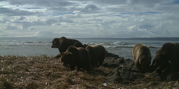 В объектив фотоловушки в Кроноцком заповеднике одновременно попали 5 медведей. Фото 1