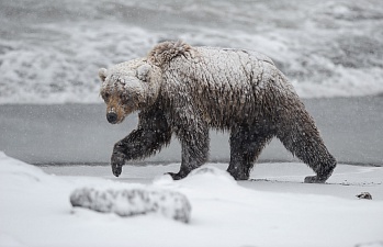 В центральной части Кроноцкого заповедника к людям вышел крупный медведь. Фото 5