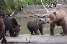 Необычная медвежья семья