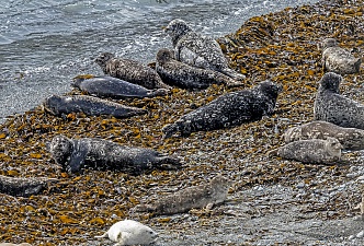 За морскими млекопитающими острова Уташуд будут наблюдать круглогодично. Фото 4