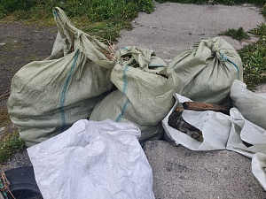 Грузовик мусора вывезли с берега нерестовой реки Авача участники субботника. Фото 7