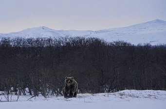 В центральной части Кроноцкого заповедника к людям вышел крупный медведь. Фото 1