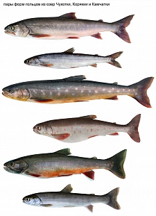 Особый гидрологический режим поспособствовал образованию новых видов лососей на Камчатке и Чукотке. Фото 6