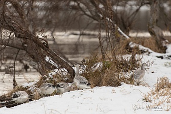 Редкие птицы попали в объектив фотоловушки на Курильском озере. Фото 4
