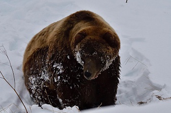 В центральной части Кроноцкого заповедника к людям вышел крупный медведь. Фото 2
