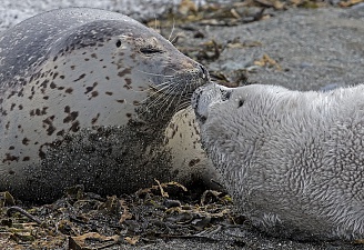За морскими млекопитающими острова Уташуд будут наблюдать круглогодично. Фото 6