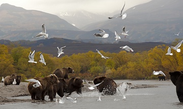 Камчатцам и гостям края расскажут об экосистеме Курильского озера. Фото 8