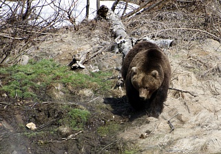 Косолапые прибывают: в Долине гейзеров возобновились исследования медведей . Фото 1
